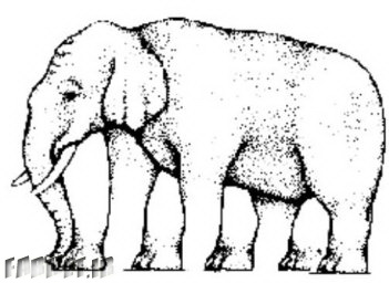 364293-how-many-legs-does-this-elephant-have
